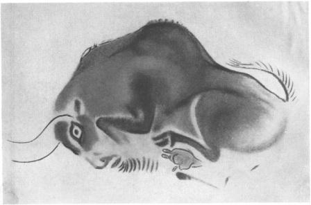 Буйвол. Альтамира